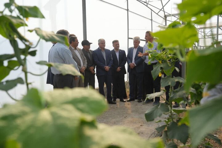 احیای اسب اصیل کُرد در دستور کار قرار گرفته است