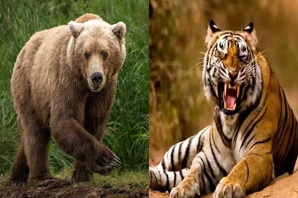 تصمیم امیدوارکننده توقف توسعه در فلات مرکزی/ کاشت موفق مرجانهای دریایی در جزایر خلیج فارس