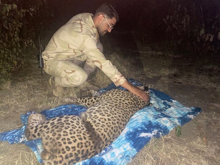 نجات یک قلاده پلنگ به همت مرزداران آستارا