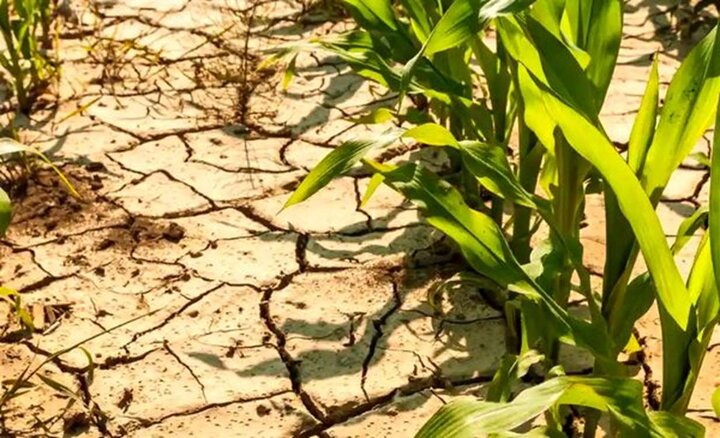 اجرای کامل الگوی کشت و اصلاحات کشاورزی برای عبور از بحران آب