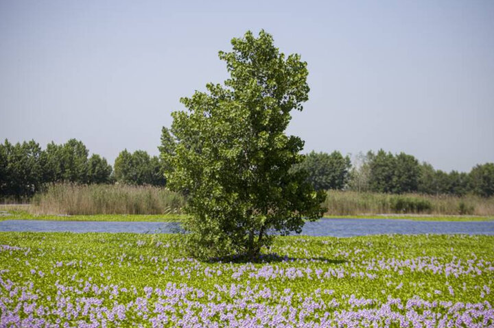 نغمه مرگ در تالاب نیلوفرها