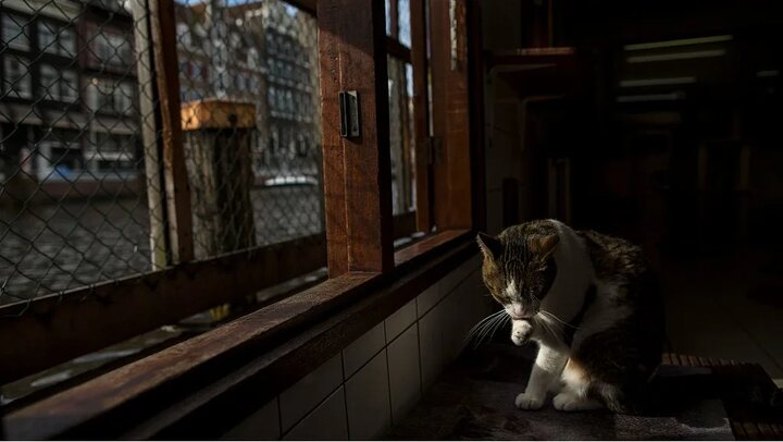 نجات حیات وحش شهری آمستردام با نصب راه‌پله در کانال‌ها