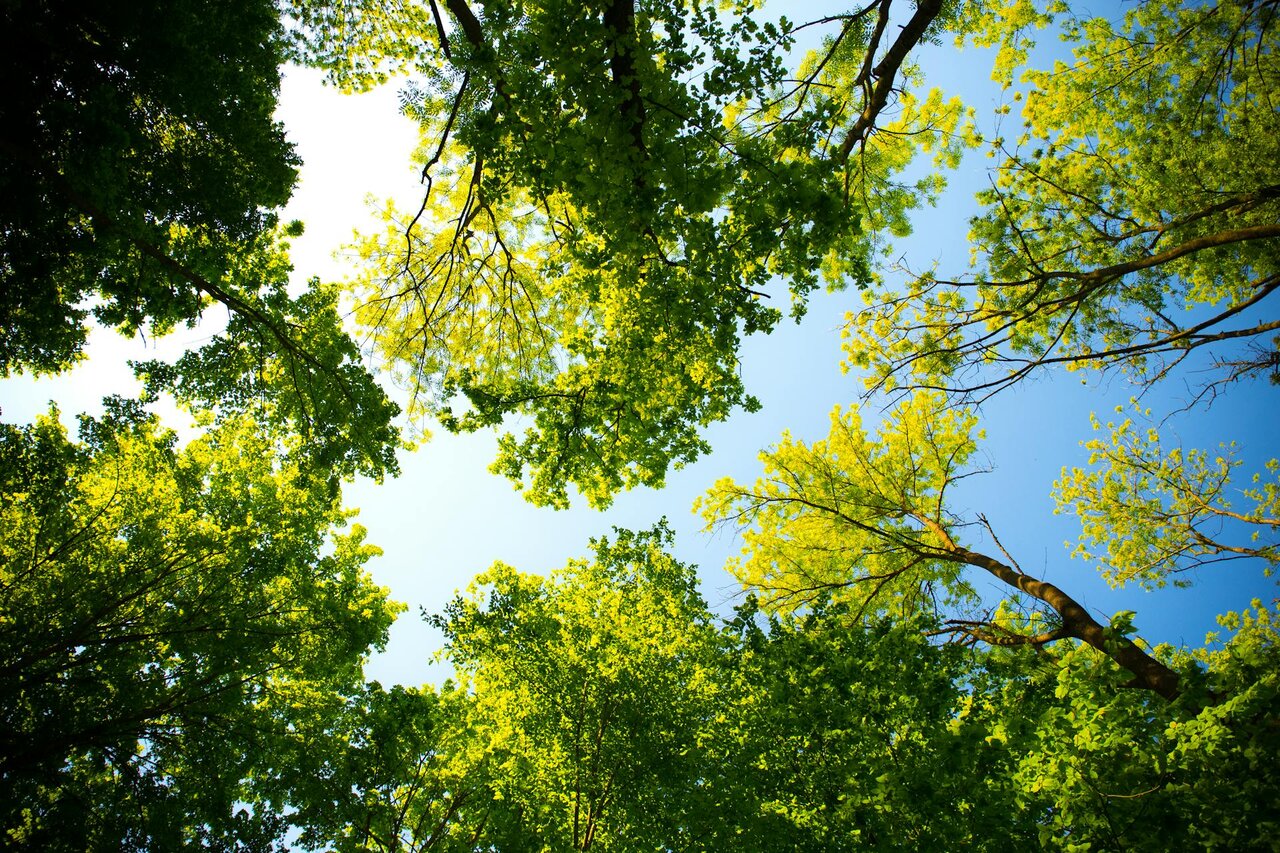 فناوری نوین در خدمت فضای سبز شهرها