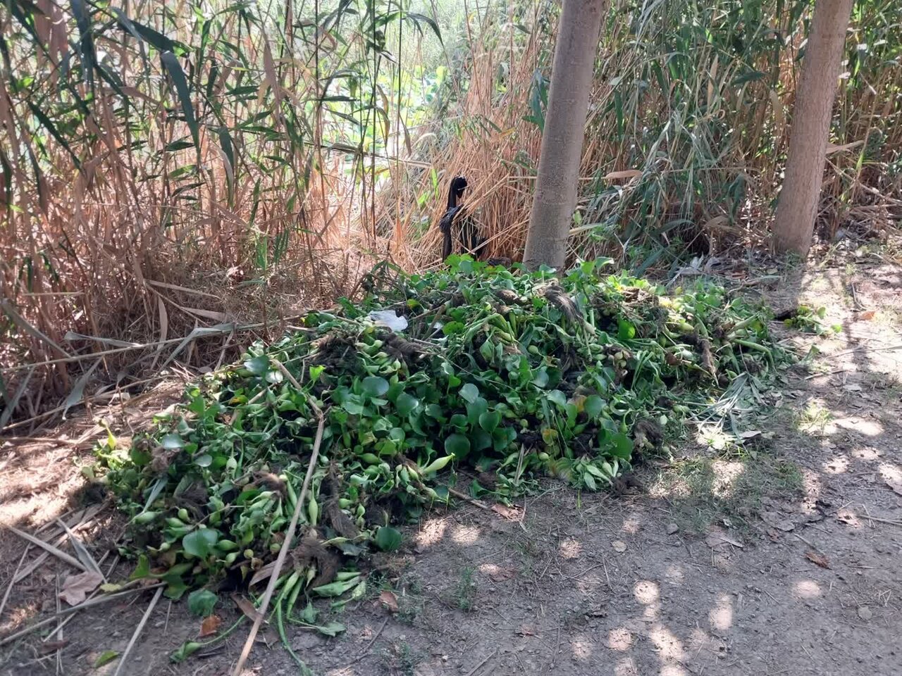 نغمه مرگ در تالاب نیلوفرها