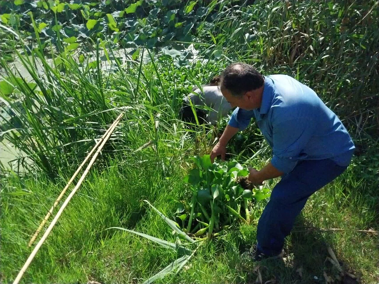 نغمه مرگ در تالاب نیلوفرها