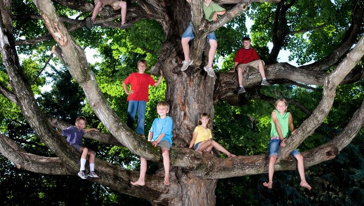 آیا انسان‌ها راه رفتن را بر روی درخت آموختند؟