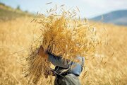 پرداخت ۱۸۴۷میلیارد تومان از مطالبات گندم‌کاران استان اردبیل
