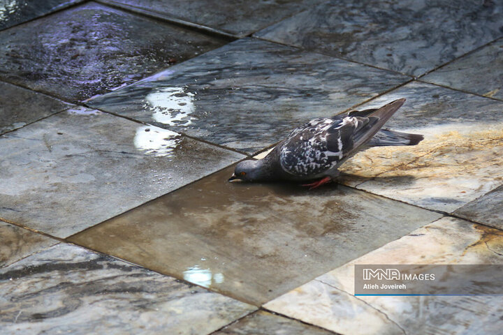 بازار ماهی فروشان لنگرود