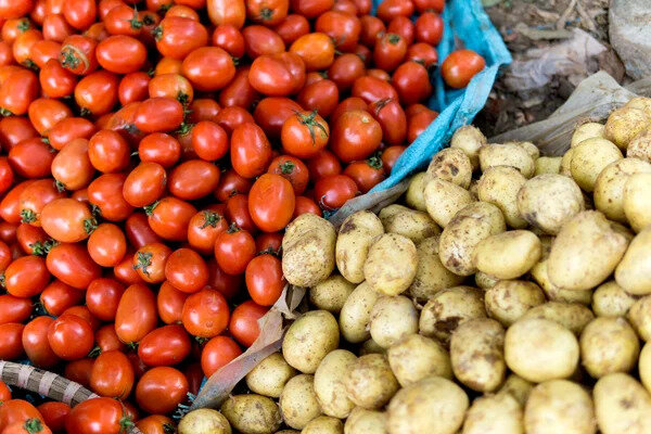 انتقال ژن‌ کلیدی از گوجه‌فرنگی‌های باستان به سیب‌زمینی‌های مدرن