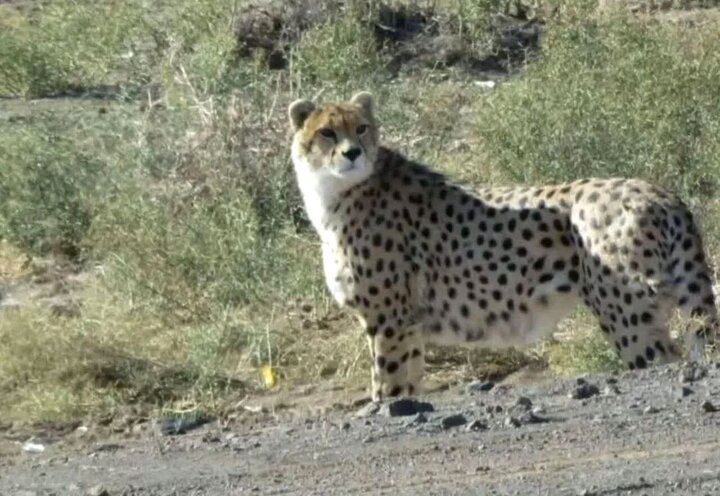 جنسیت ۲ یوز آسیایی در ذخیره‌گاه زیست‌کره توران مشخص شد