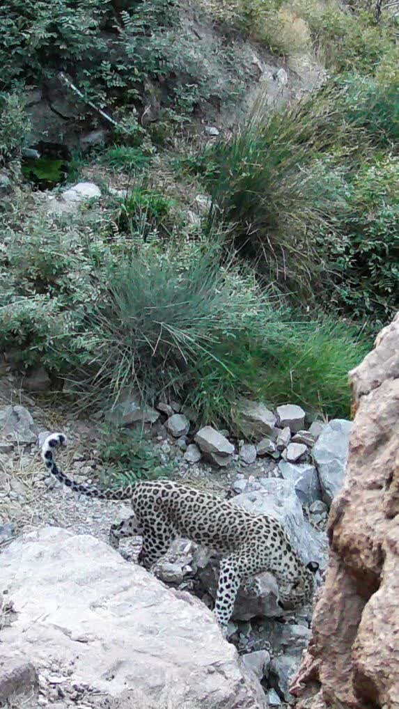 ثبت تصویر پلنگ ایرانی در کوه مُعلی نائین با دوربینهای تلهای