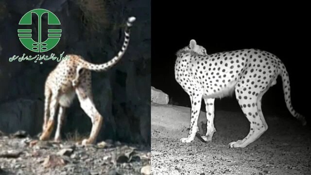 زائران اربعین سفیران محیط زیست/یک ایرانی؛ برنده جایزه «قهرمان جوان تالابهای جهان»