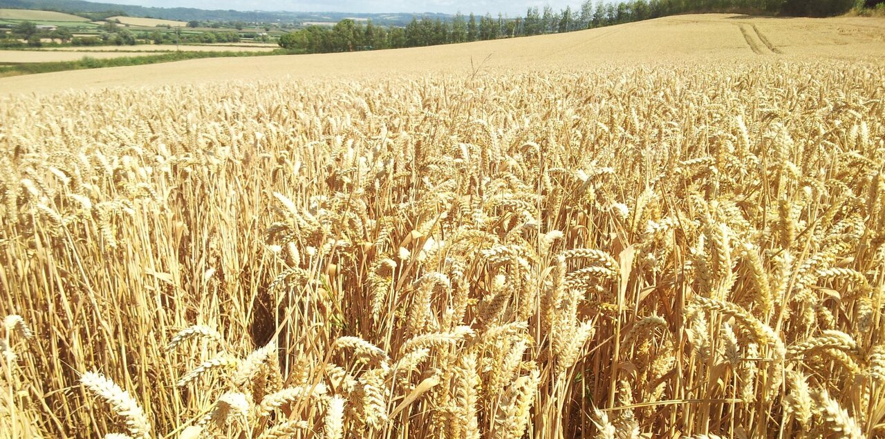 تأکید بر پرداخت سریع مطالبات گندمکاران برای حفظ امنیت غذایی و انگیزه کشاورزان