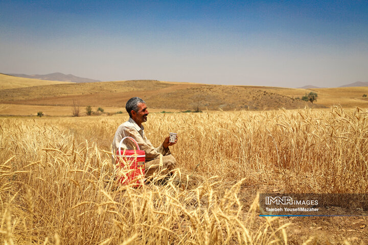 یکه تازی گرما در چله تابستان