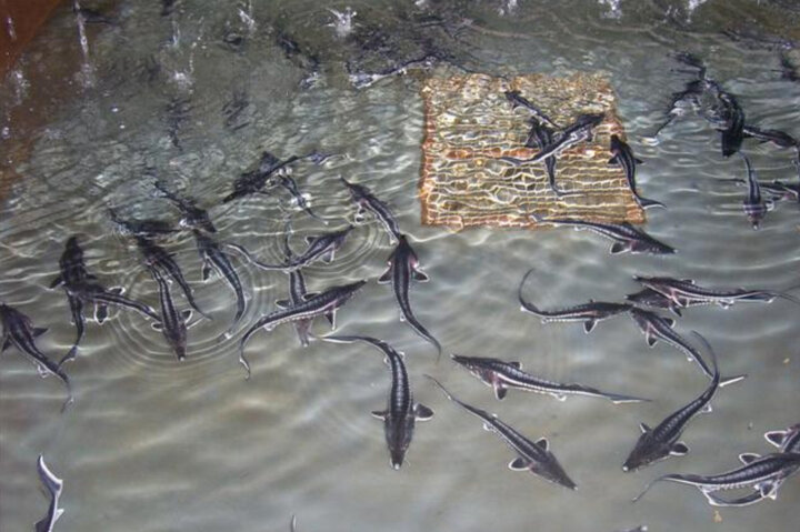 خاویار ایرانی، طلای جدید اقتصاد غیر نفتی