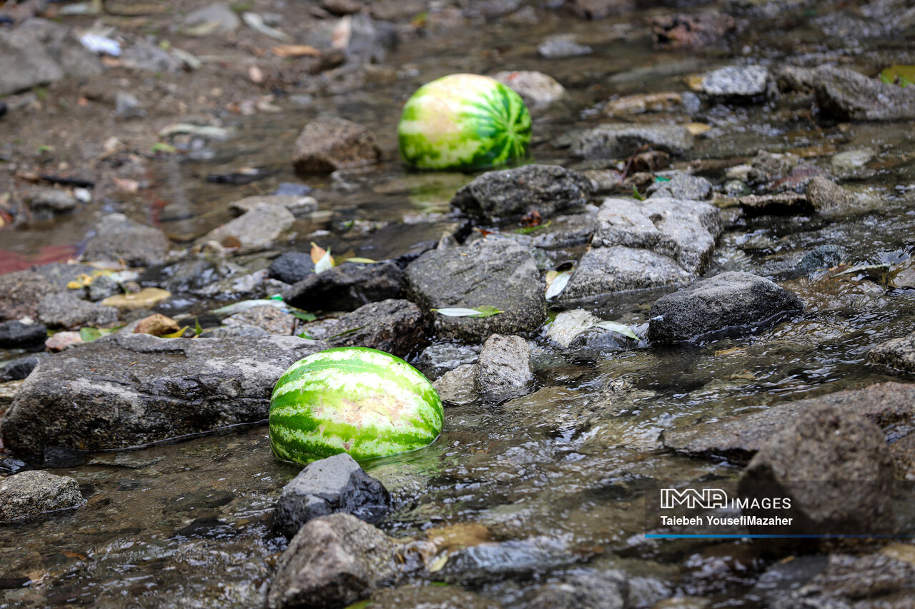 نبرد برای زندگی در گرمای نفسگیر تابستان