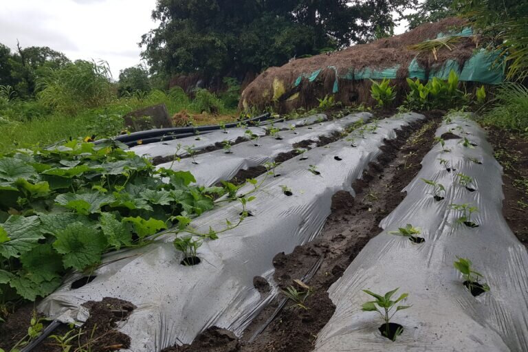 بحران آلودگی پلاستیکی در کشاورزی؛ تهدیدی جدی برای امنیت غذایی شهرها