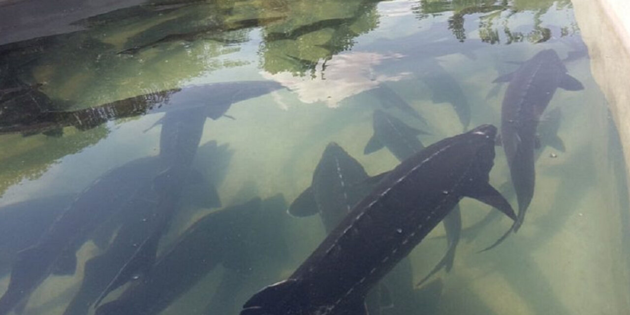 خاویار ایرانی، طلای جدید اقتصاد غیر نفتی