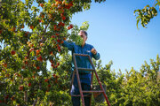 برداشت میوه از باغ‌های مشهد