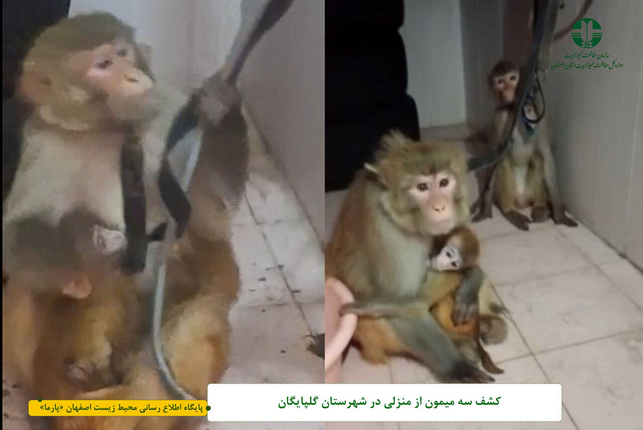 نگهداری حیوانات وحشی جرم است