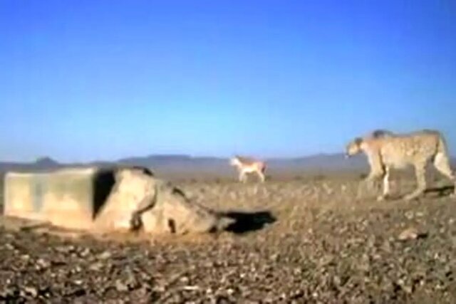 از اورژانس محیطزیستی مقابله با پسماندسوزی تا پاکسازی پلاستیکهای ساحلی با ربات ایرانی