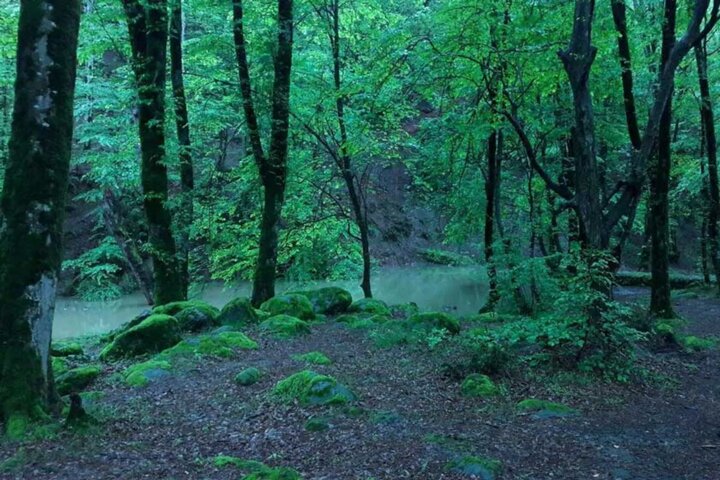 گلستان پیشگام در حفاظت و احیای جنگل‌ها و مقابله با تغییرات اقلیمی
