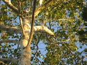 درختان چنار کرج قربانی گرمای هوا شدند