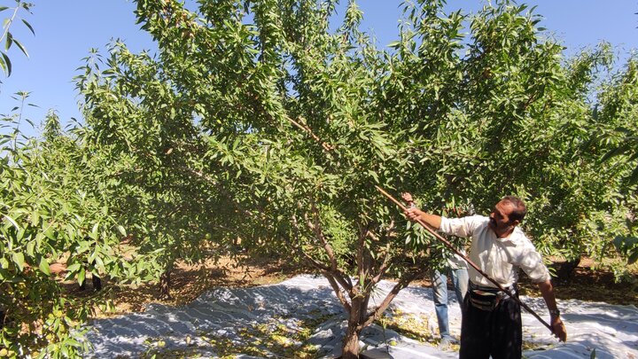 خام‌فروشی یا فرآوری؛ دوراهی بزرگ طلای سفید ایران