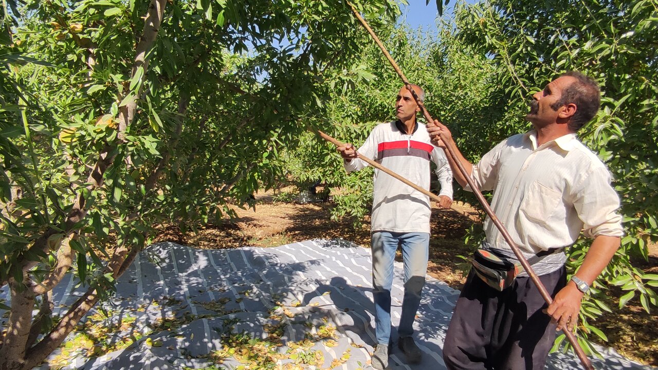 خامفروشی یا فرآوری؛ دوراهی بزرگ طلای سفید ایران