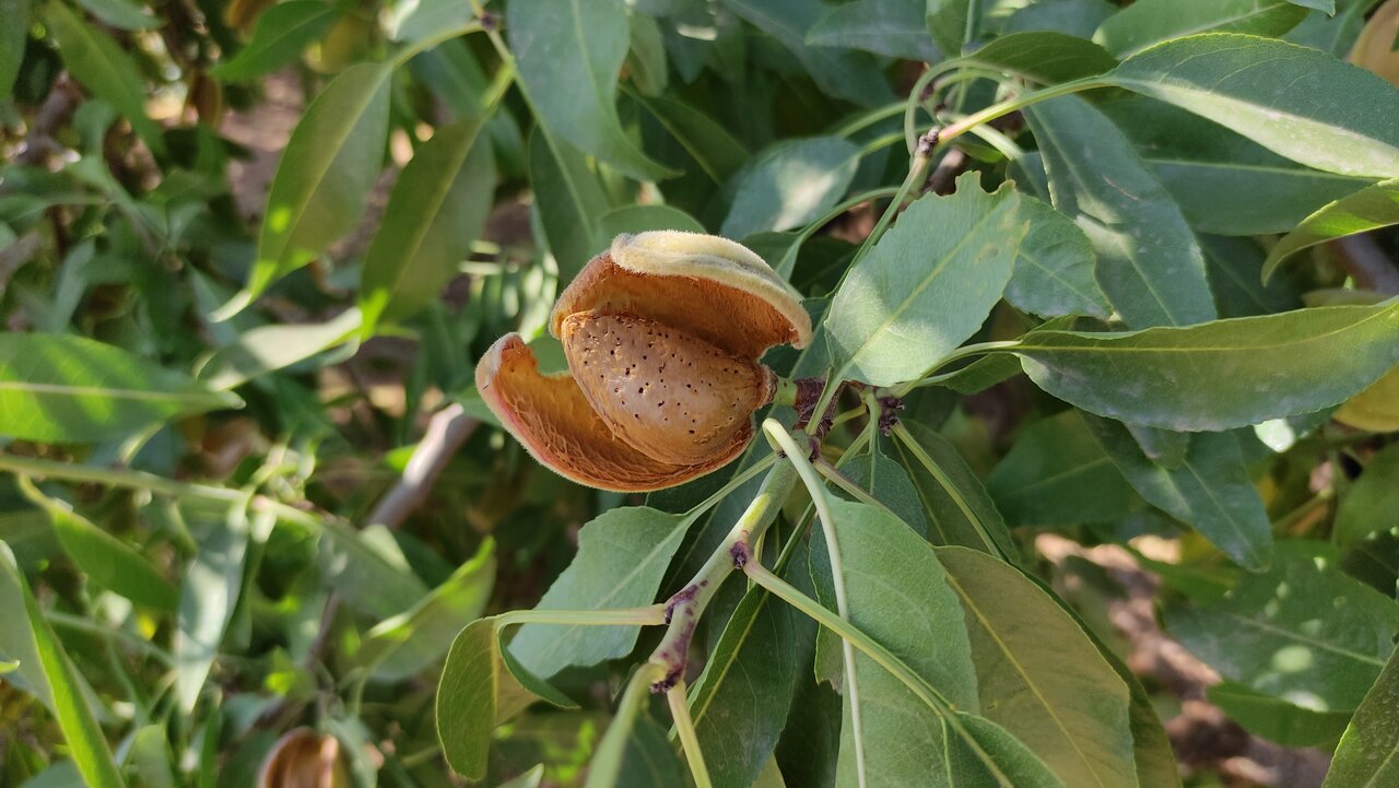 خامفروشی یا فرآوری؛ دوراهی بزرگ طلای سفید ایران