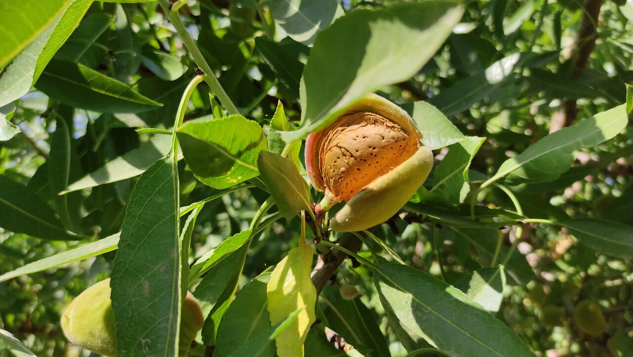 خامفروشی یا فرآوری؛ دوراهی بزرگ طلای سفید ایران