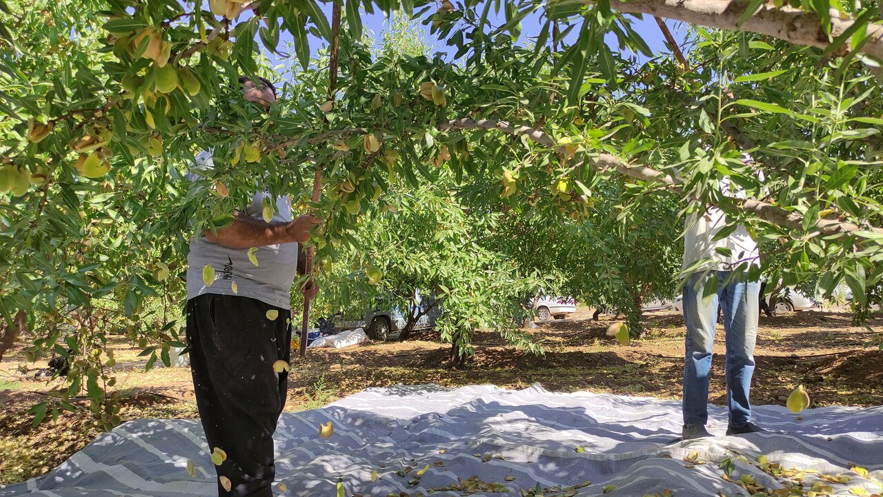 خامفروشی یا فرآوری؛ دوراهی بزرگ طلای سفید ایران