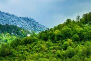اتمسفر سبز؛ قربانی بی‌توجهی به قوانین جنگل‌ها