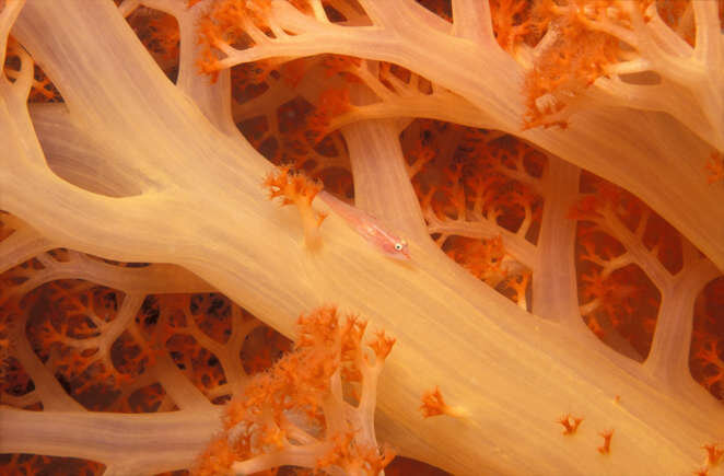 دنیای کوچکترینها در جهان + عکس