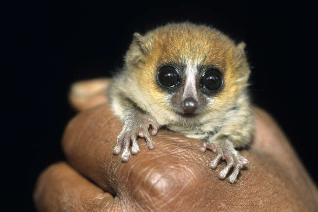 دنیای کوچکترینها در جهان + عکس