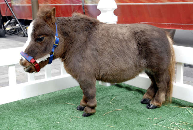 دنیای کوچکترینها در جهان + عکس