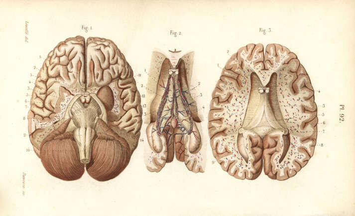 دنیای کوچکترینها در جهان + عکس