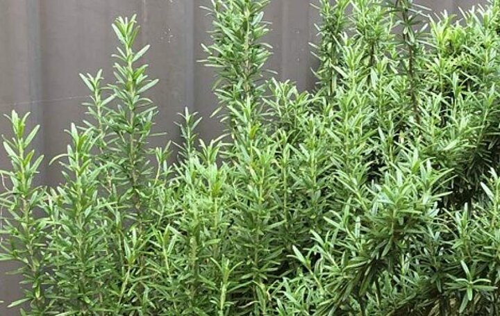 کشف راز گیاهان در تولید مولکول ضدسرطان میترافیلین