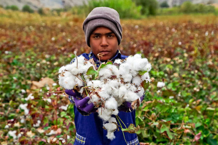 طلای سفید در غبار فراموشی/  گلستان چشم‌انتظار بازگشت پنبه