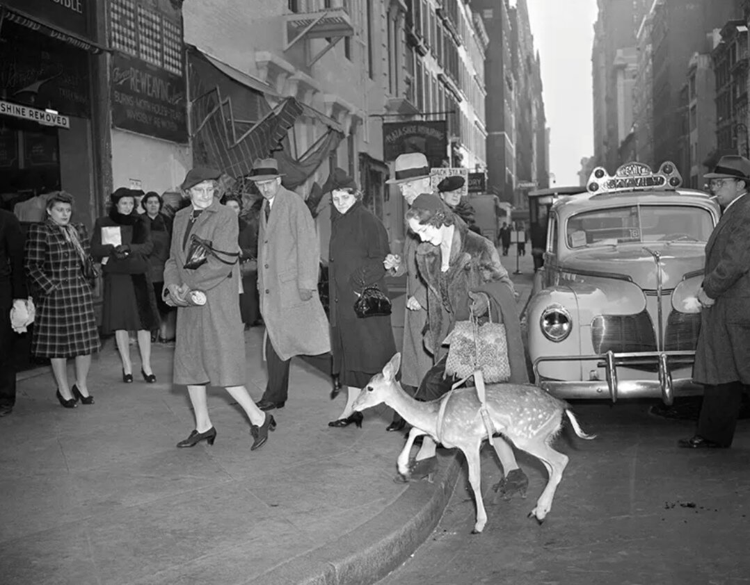 وقایع عجیب جهان در قاب دوربین عکاسان