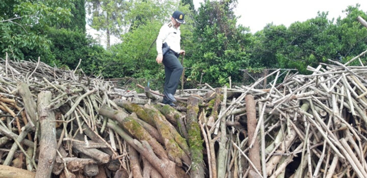 کشف ۱۱۵ تن چوب قاچاق در مازندران