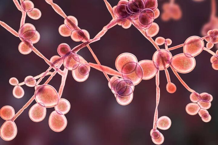 بیماری‌های قارچی؛ تهدیدی خاموش برای سلامت بدن