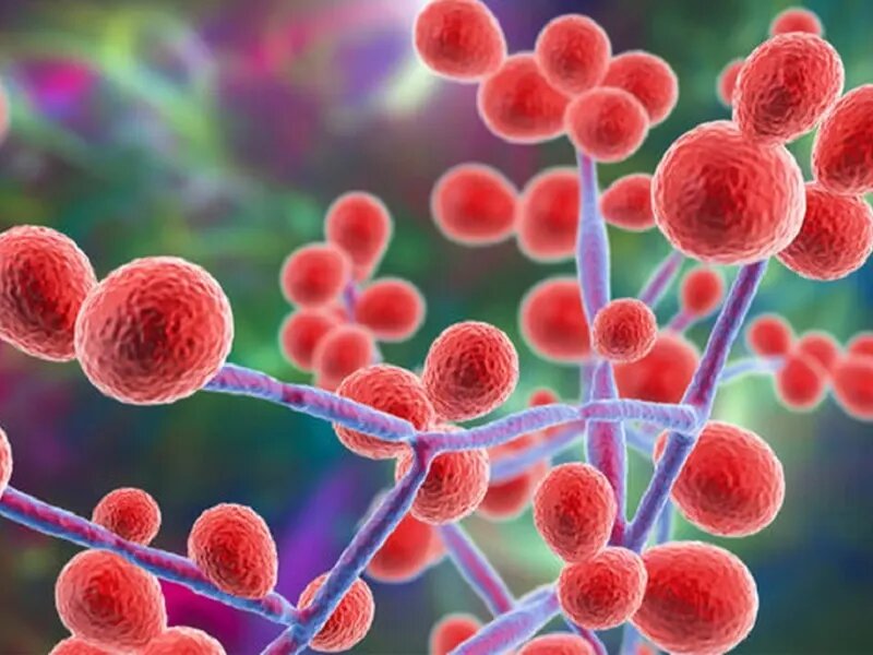 بیماریهای قارچی؛ تهدیدی خاموش برای سلامت بدن