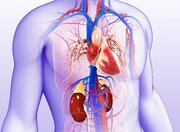 سلامت قلب و کلیه؛ دو مسیر هم‌راستا در پزشکی