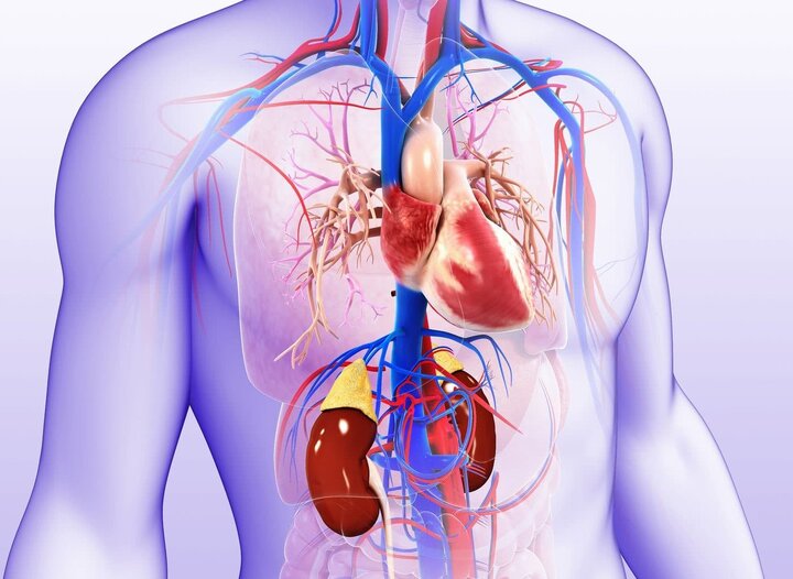 سلامت قلب و کلیه؛ دو مسیر هم‌راستا در پزشکی