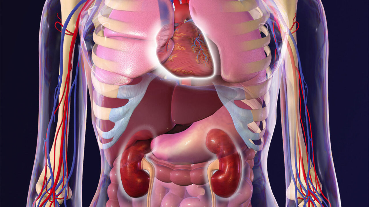 سلامت قلب و کلیه؛ دو مسیر همراستا در پزشکی
