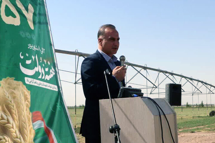 ۸۴ درصد مطالبات گندم‌کاران پرداخت شد