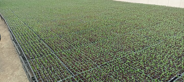 افتتاح بزرگ‌ترین و به‌روزترین واحد تولید نشاء مکانیزه یزد