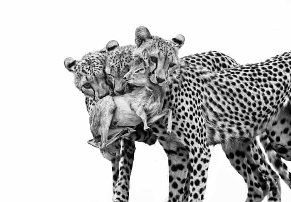 مسابقه عکاس حیات‌وحش سال ۲۰۲۵ در قاب تصاویر