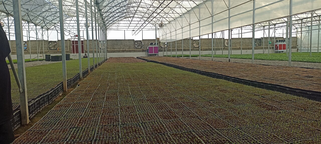 افتتاح بزرگ‌ترین و به‌روزترین واحد تولید نشاء مکانیزه یزد